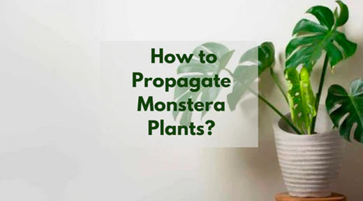A Step-by-Step Guide to Propagating Monstera Plants