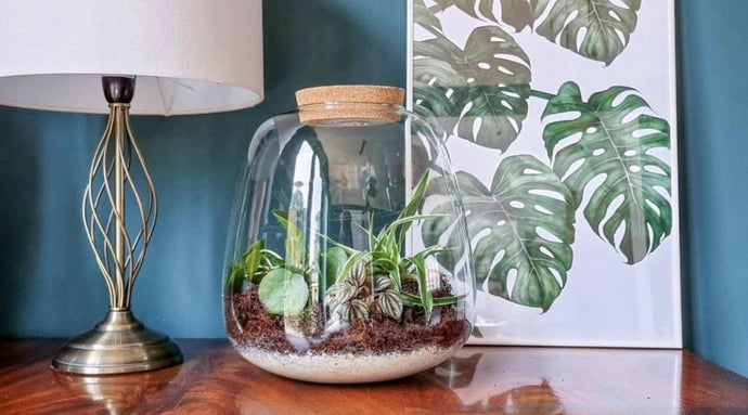 Terrarium Plants: How To Choose Them, And How To Care For Them
