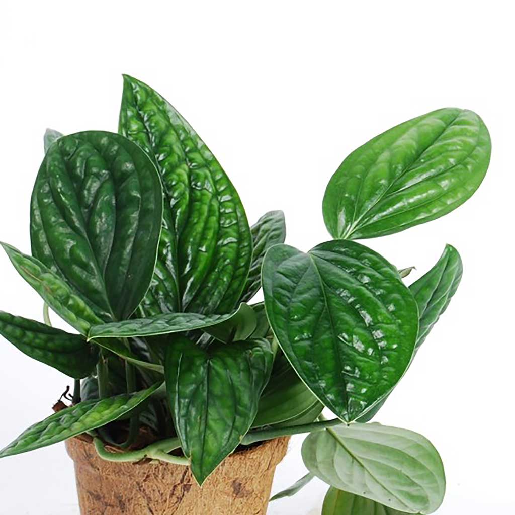 monstera deliciosa white lava Monstera deliciosa White Lava – Amazon Garden Thailand main image 1