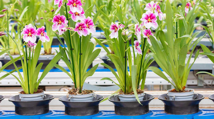 Orchid Care For Beginners: Things You Need To Know