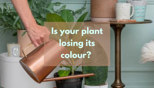What to do if your plant loses its colour