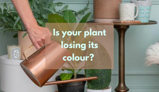 What to do if your plant loses its colour