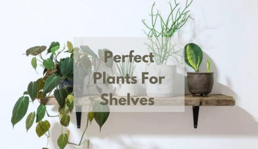 A Guide To The Perfect Plants For Shelves