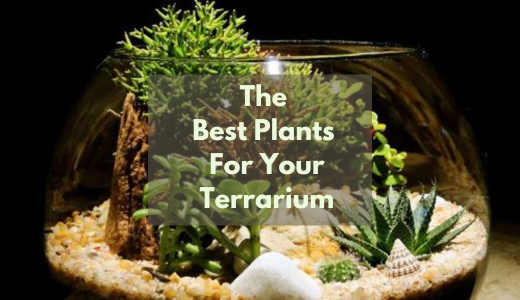 Choose the Best Plants For Your Terrarium