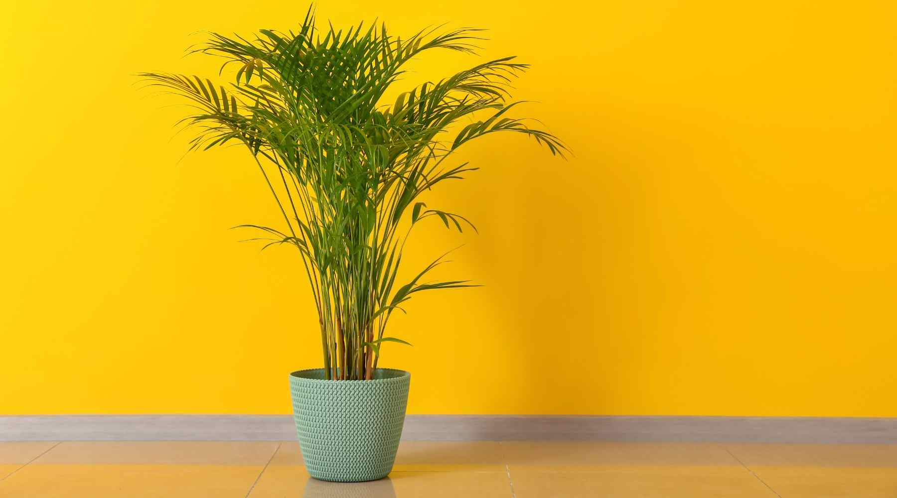 Areca Palm Care Guide - How To Take Care, Tips & Tricks  Bloombox Club  Ireland