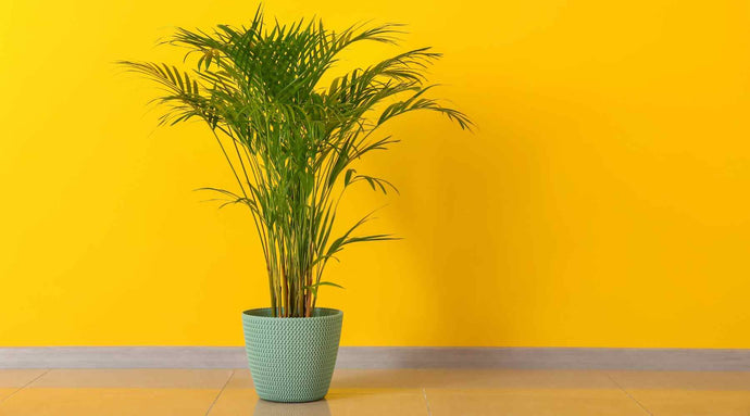 Areca Palm Care Guide - How To Take Care, Tips & Tricks