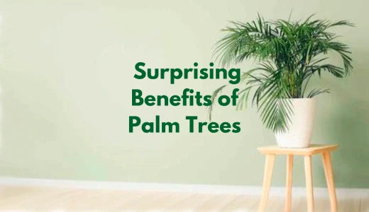 The Surprising Benefits of Palm Trees