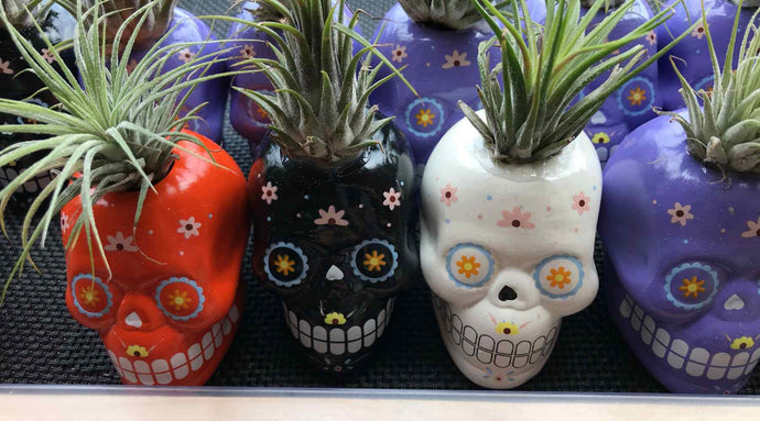 Spooky and Spectacular: Halloween Plants to Decorate Your Home