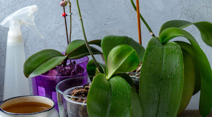 Orchid Oasis: A Guide on How to Water Orchids