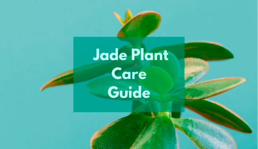 Jade Plant Care Guide - Tips & Tricks