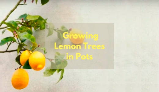 Complete Guide to Growing Lemon Trees in Pots: Tips and Tricks