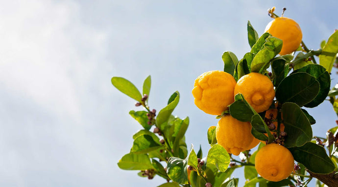 Understanding Lemon Tree Varieties: Which One Is Right for You?