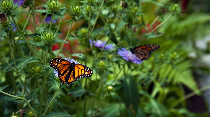 Creating a Butterfly Garden: Outdoor Plants That Attract Butterflies