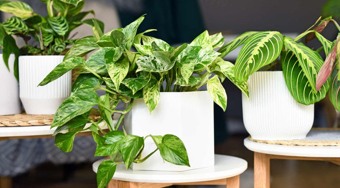 Pothos Plant Varieties: Exploring Different Types and Their Unique Features