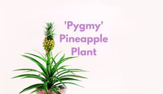 Plant Of The Month: Pygmy Pineapple
