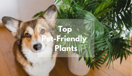 List Of Pet-Friendly Indoor Plants