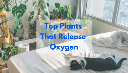 Top Indoor Plants That Release Oxygen
