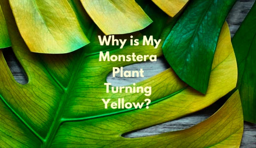Why is My Monstera Plant Turning Yellow? Common Causes and Solutions   Bloombox Club Ireland