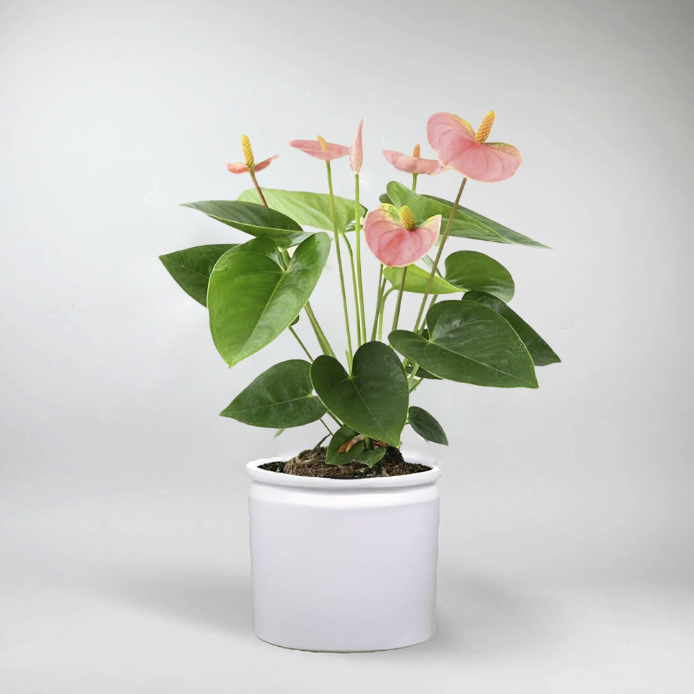 anthurium pink champion Charming Anthurium 'Pink Champion' – Compact & Pink-Bloomed Beauty – Bloombox Club Ireland