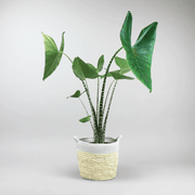 Elephant Ear 'Tiger' | Alocasia Zebrina Tiger