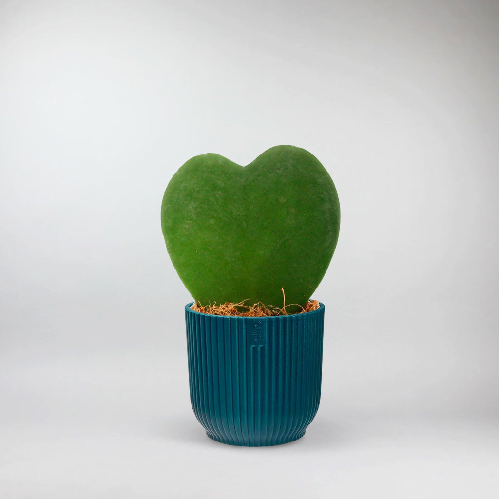 is hoya kerrii a succulent Hoya Kerrii: Sweetheart Succulent with Heart-Shaped Leaves – Bloombox Club Ireland
