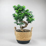 Ficus Ginseng Bonsai | Ficus Microcarpa 24 cm