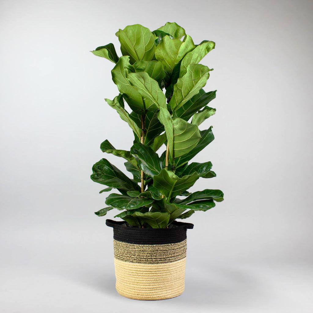fiddle leaf fig ireland Fiddle Leaf Fig – Elegant Ficus Lyrata Delivered Across the UK – Bloombox Club Ireland