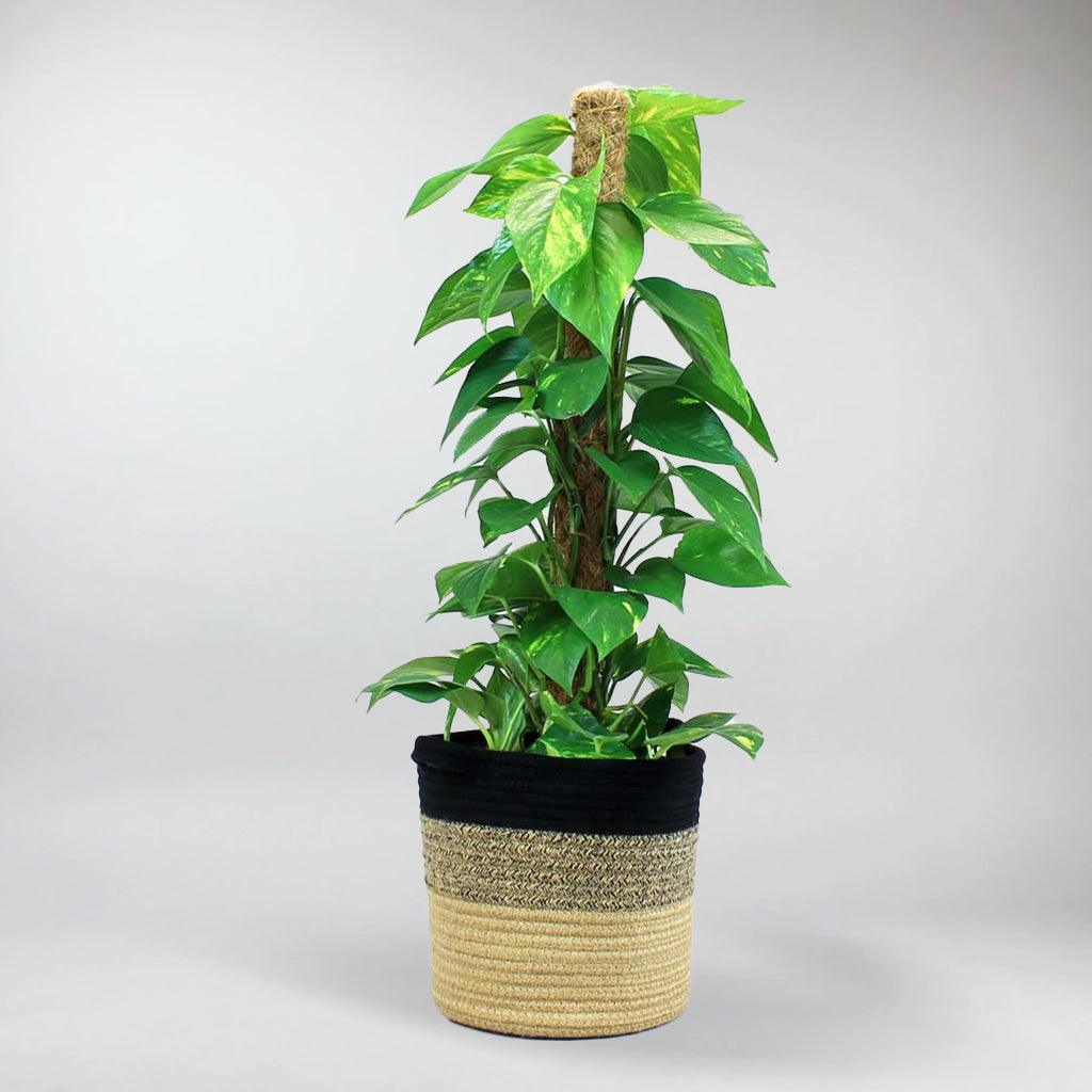 neon pothos moss pole Epipremnum Aureum: Best Climber Plant, Easy Care & Air Purifying – Bloombox Club Ireland