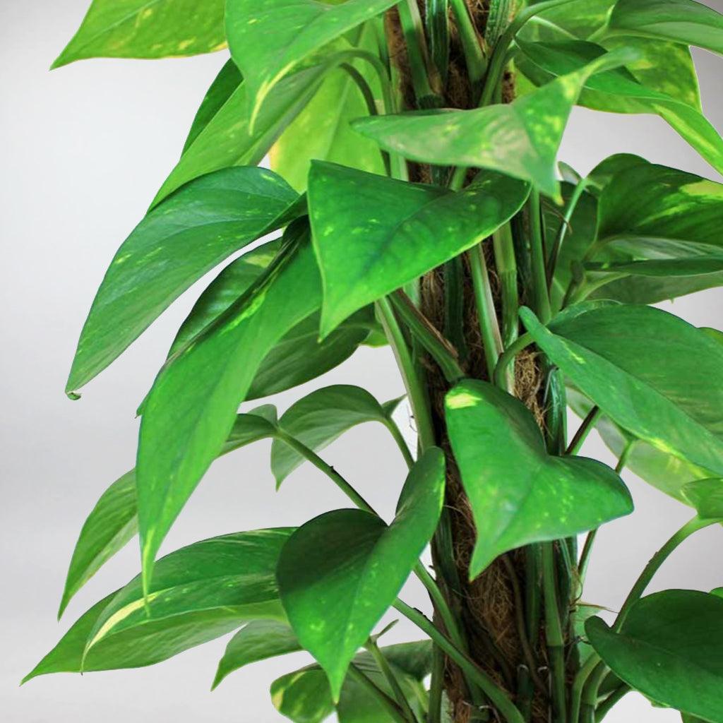 pothos plant ireland Epipremnum Aureum: Best Climber Plant, Easy Care & Air Purifying – Bloombox Club Ireland