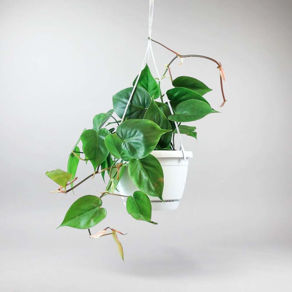 philodendron ireland Philodendron Scandens – Easy-Care, Air-Purifying Houseplant – Bloombox Club Ireland