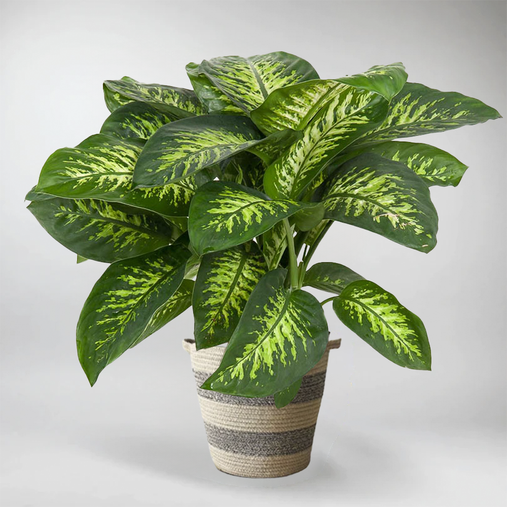 dieffenbachia leopard lily Leopard Lily: Fabulous Indoor Plant for Your Home – Bloombox Club Ireland