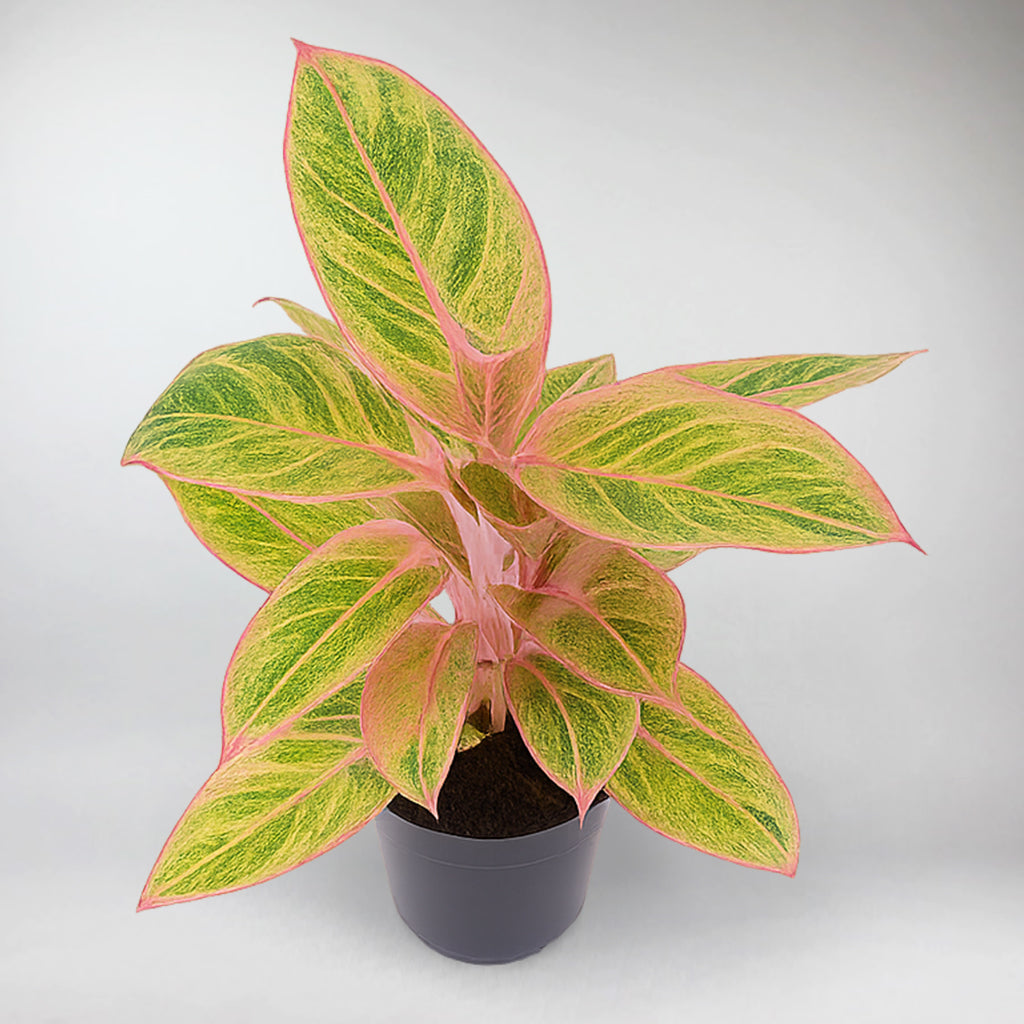 Aglaonema 'Salmon Fantasy' | Aglaonema 'Salmon Fantasy'