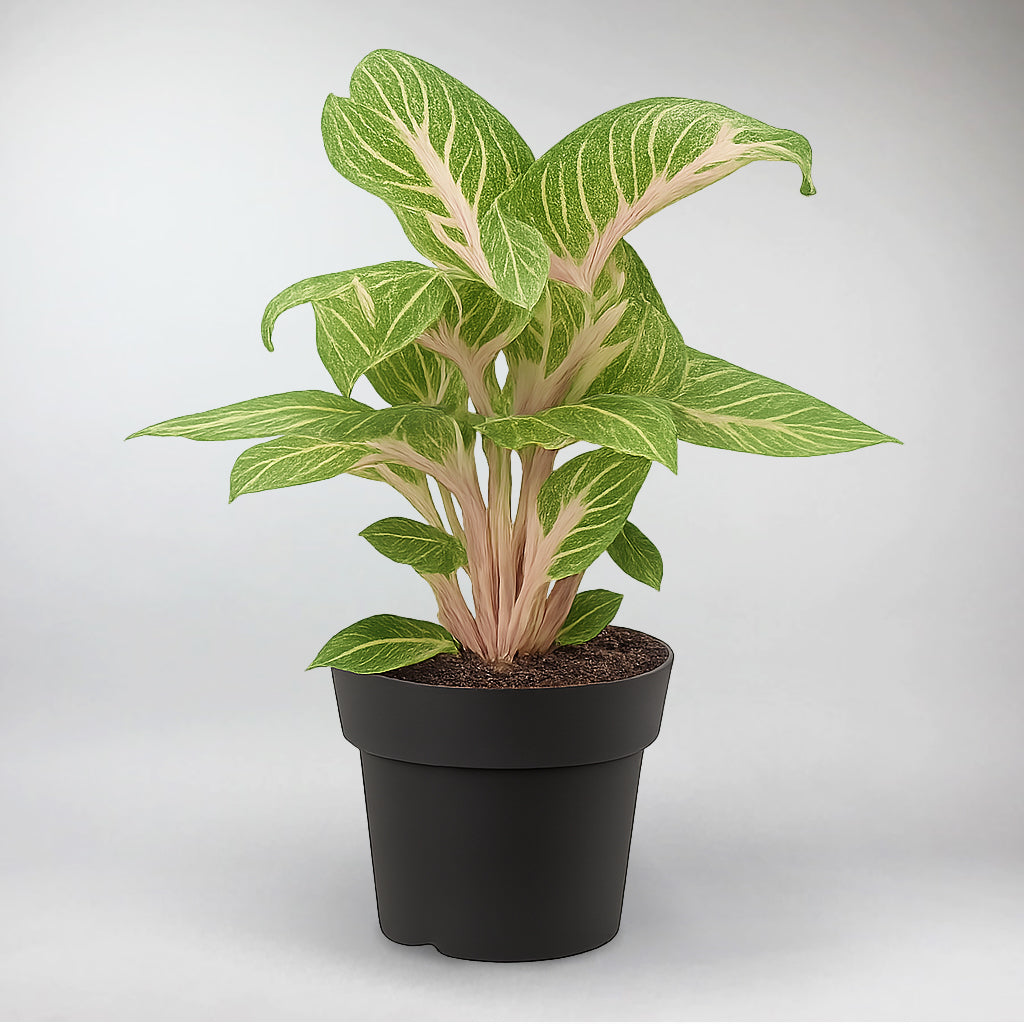 Aglaonema 'Coco Melon' | Aglaonema 'Coco Melon'