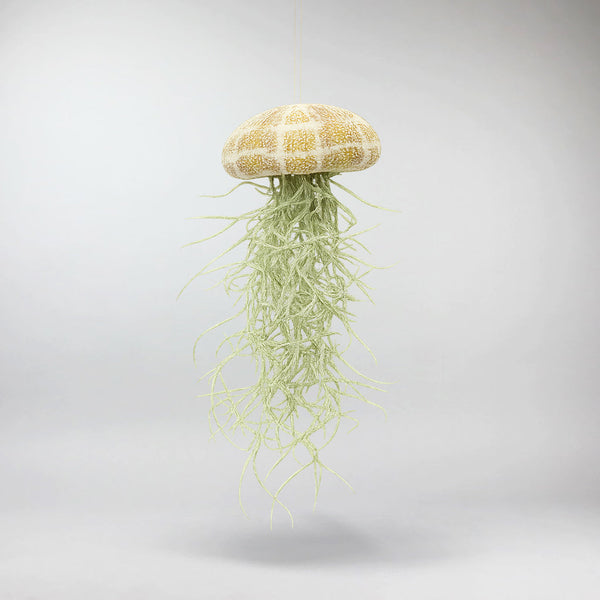 air plants ireland Jellyfish Air Plant