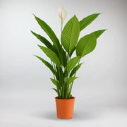 peace lily sebastiano Peace Lily 'Sweet Sebastiano'