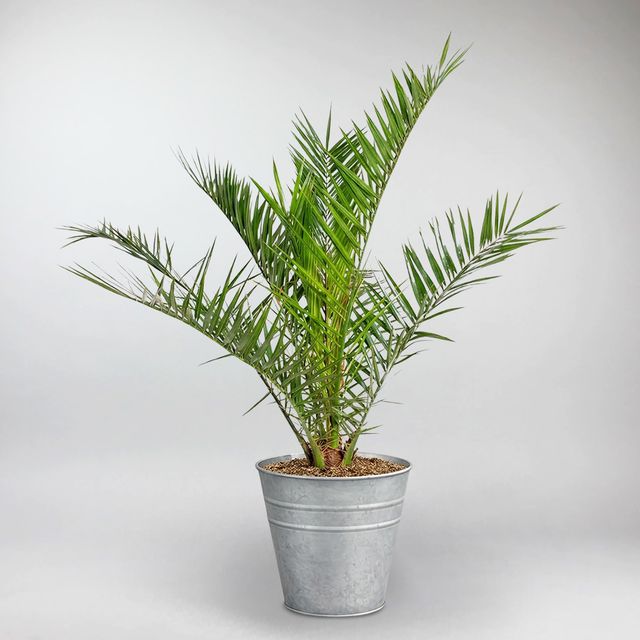 Canary Island date palm | Phoenix canariensis