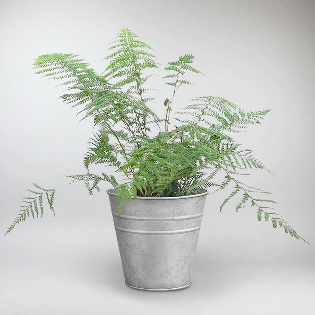 Tasmanian tree fern | Dicksonia antarctica