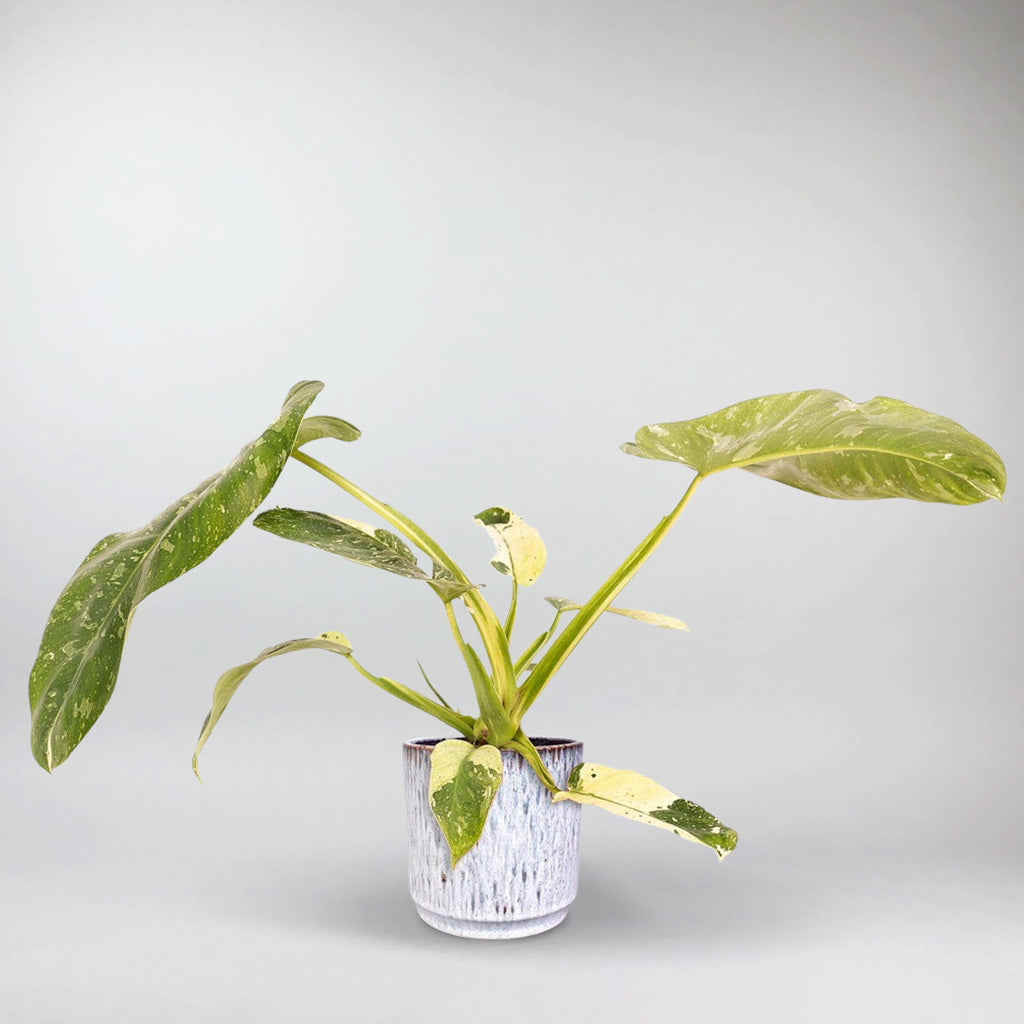 philodendron jose buono vs paraiso verde Rare Philodendron Jose Buono: Exotic Indoor Statement Plant – Bloombox Club Ireland