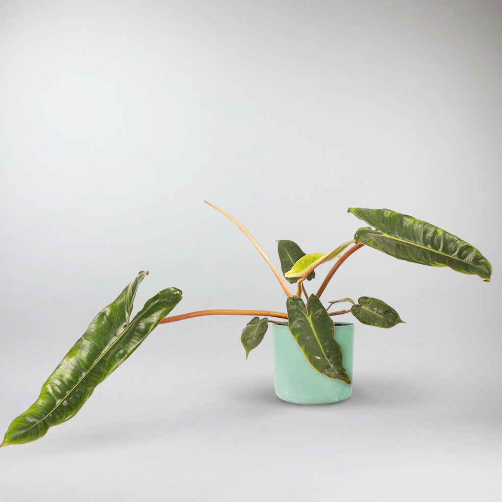 billie philodendron Philodendron 'Billie': Rare, Air-Purifying Indoor Plant – Bloombox Club Ireland