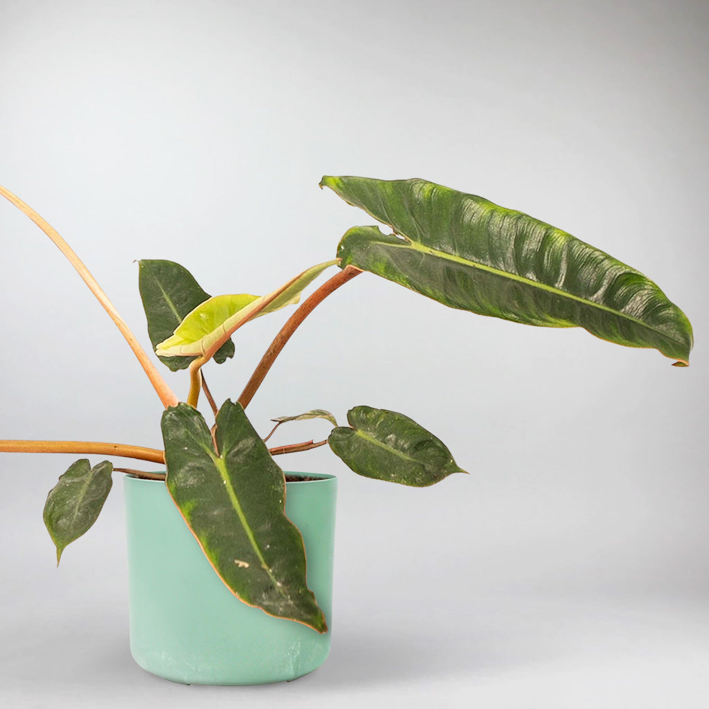 philodendron billie Philodendron 'Billie': Rare, Air-Purifying Indoor Plant – Bloombox Club Ireland