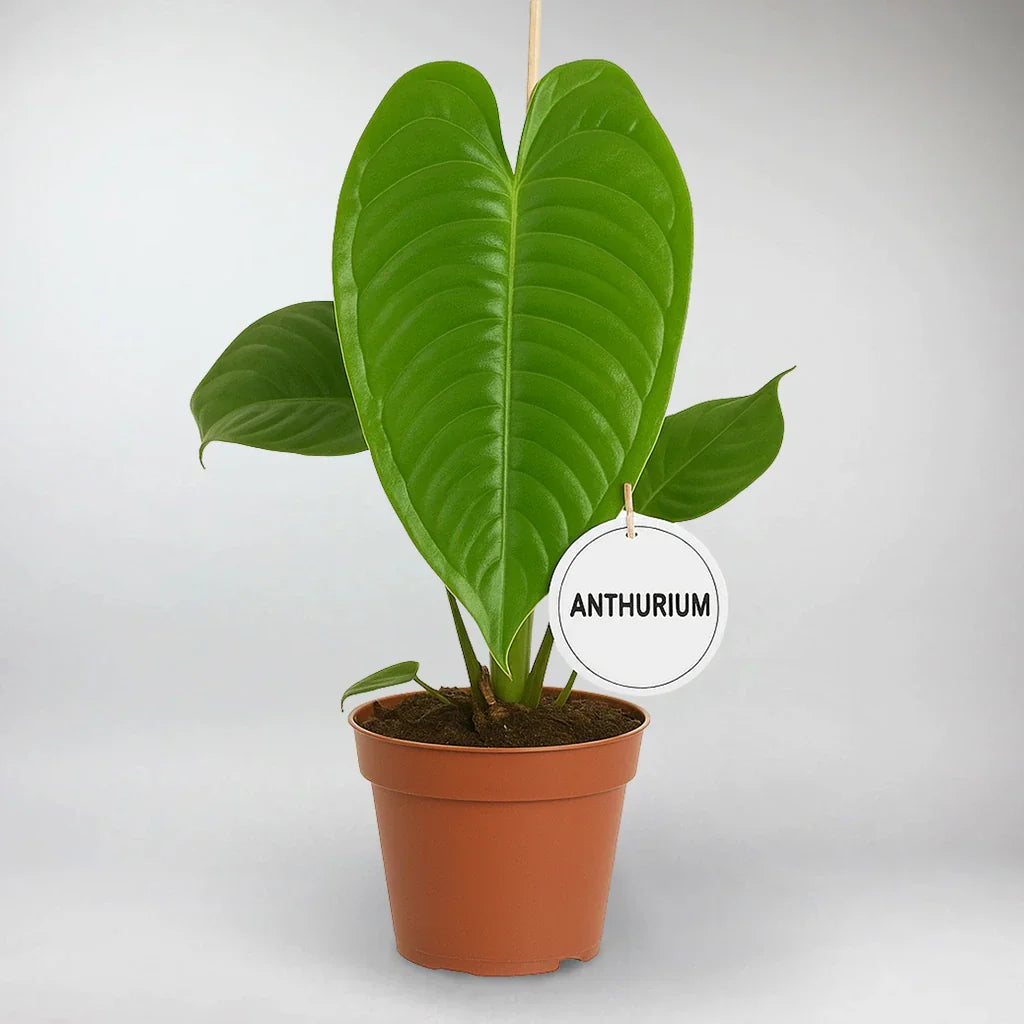 veitchii king anthurium King Anthurium
