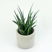 Snake Plant 'Fernwood Mikado' | Sansevieria 'Fernwood Mikado' 12 cm Medium