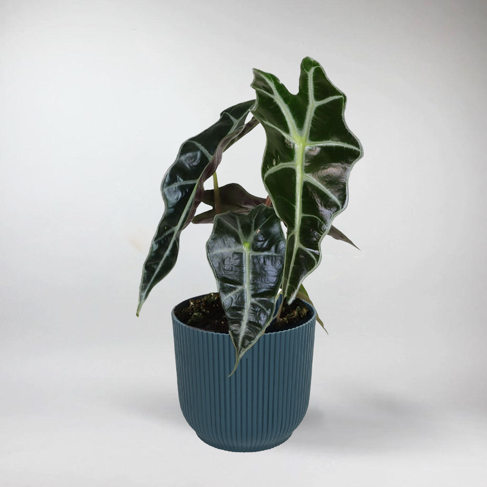 Mini Alocasia Curly Bambino - Terrarium Plant