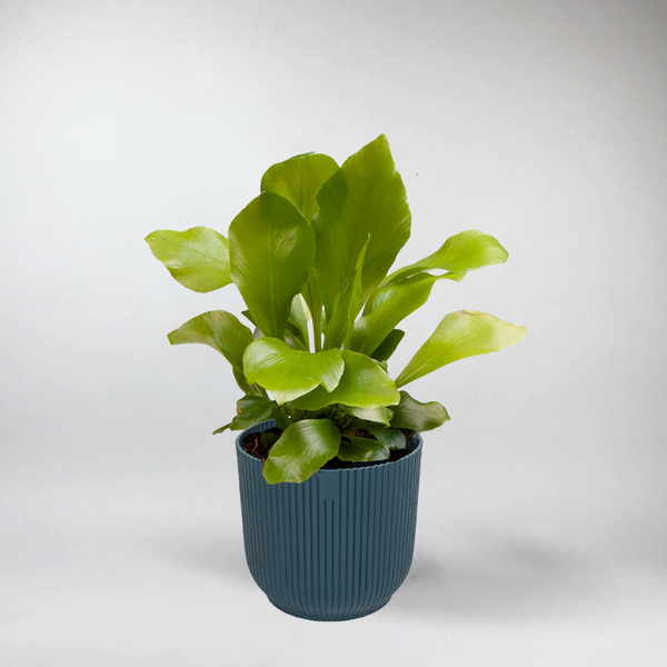 birds nest fern in terrarium Asplenium Nidus: Bring Rainforest Vibes Home – Bloombox Club Ireland