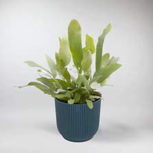 Mini Phlebodium aureum 'Blue Star' - Terrarium Plant