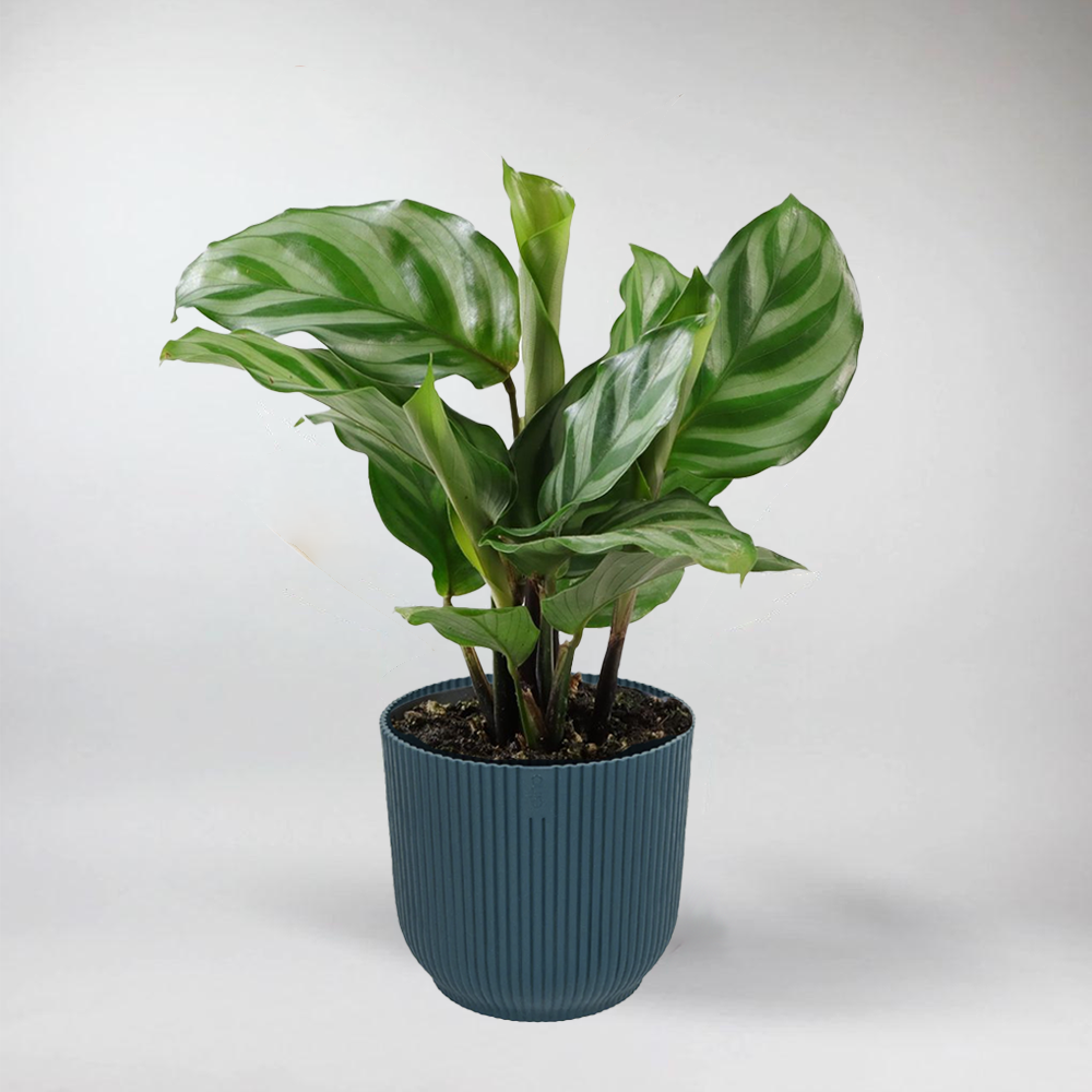 Mini Calathea 'Freddie' - Terrarium Mini Plant