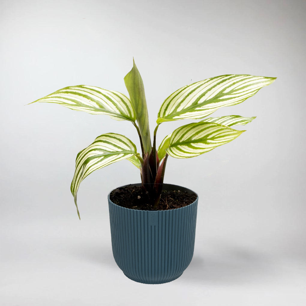 Mini  Calathea Vittata - Terrarium Plant