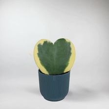 Mini Hoya kerrii Variegata - Terrarium Plant