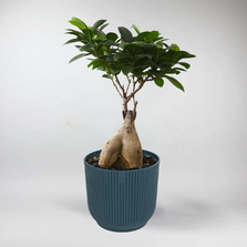 Mini Bonsai Ficus Microcapa - Terrarium Plant