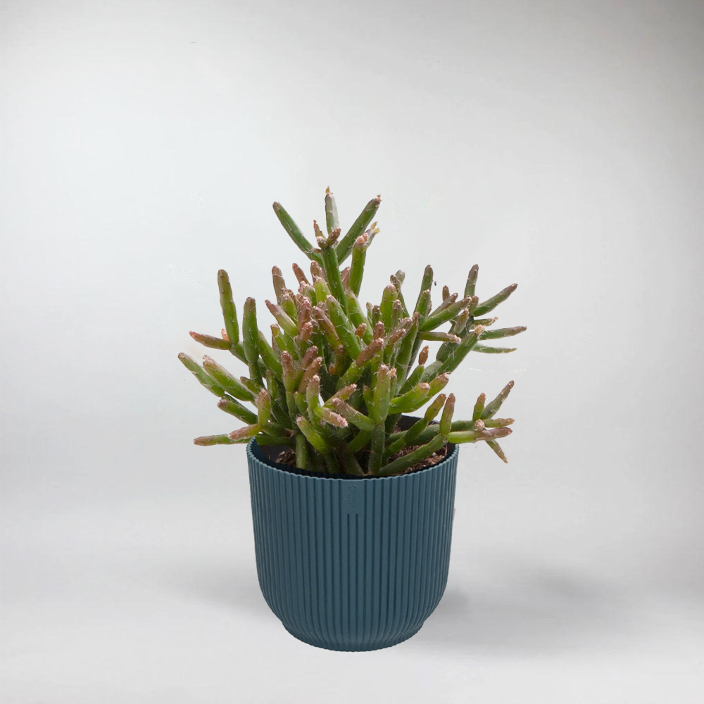 Mini Rhipsalis Burchellii - Terrarium Plant